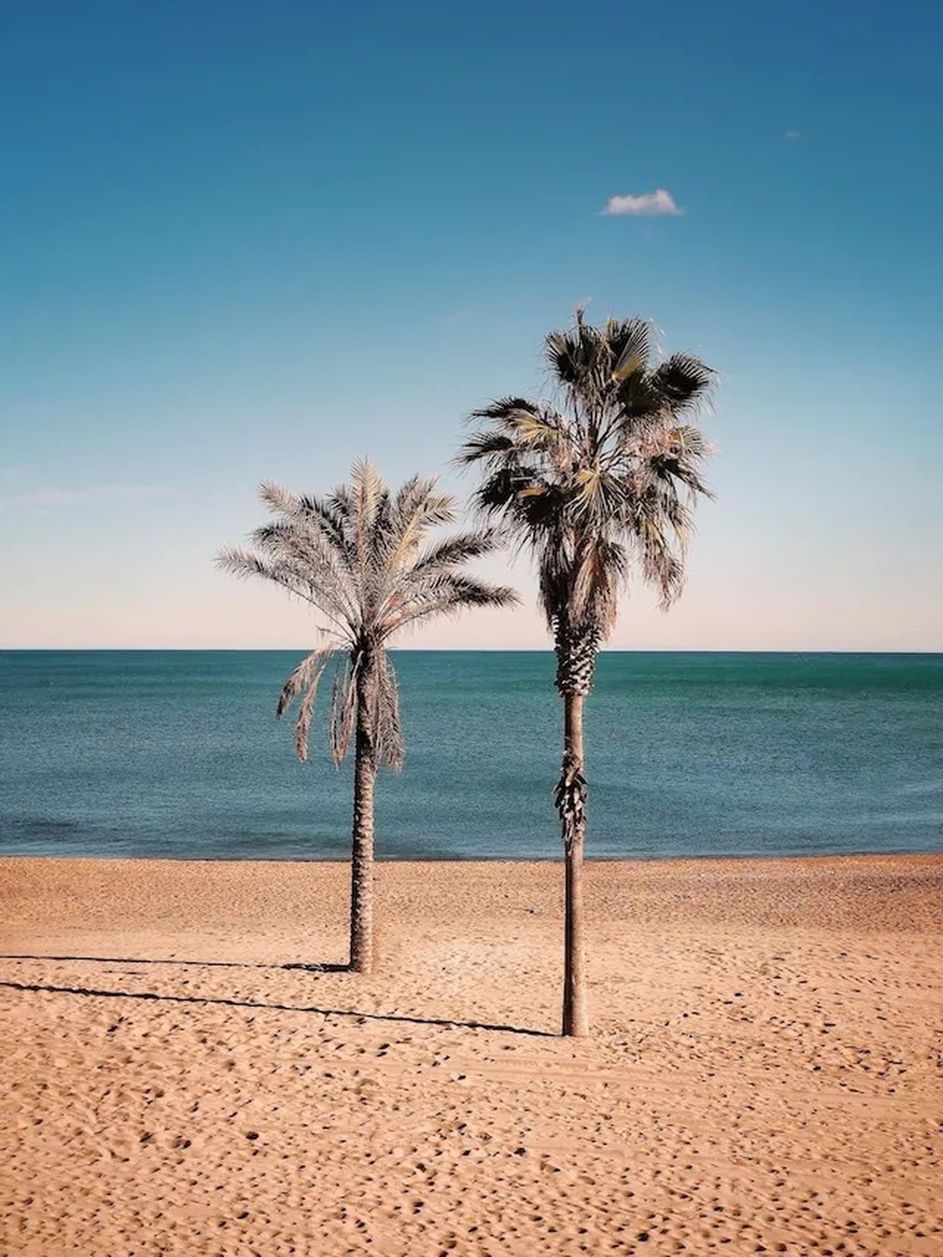 Image by Alessio Rinella on Unsplash