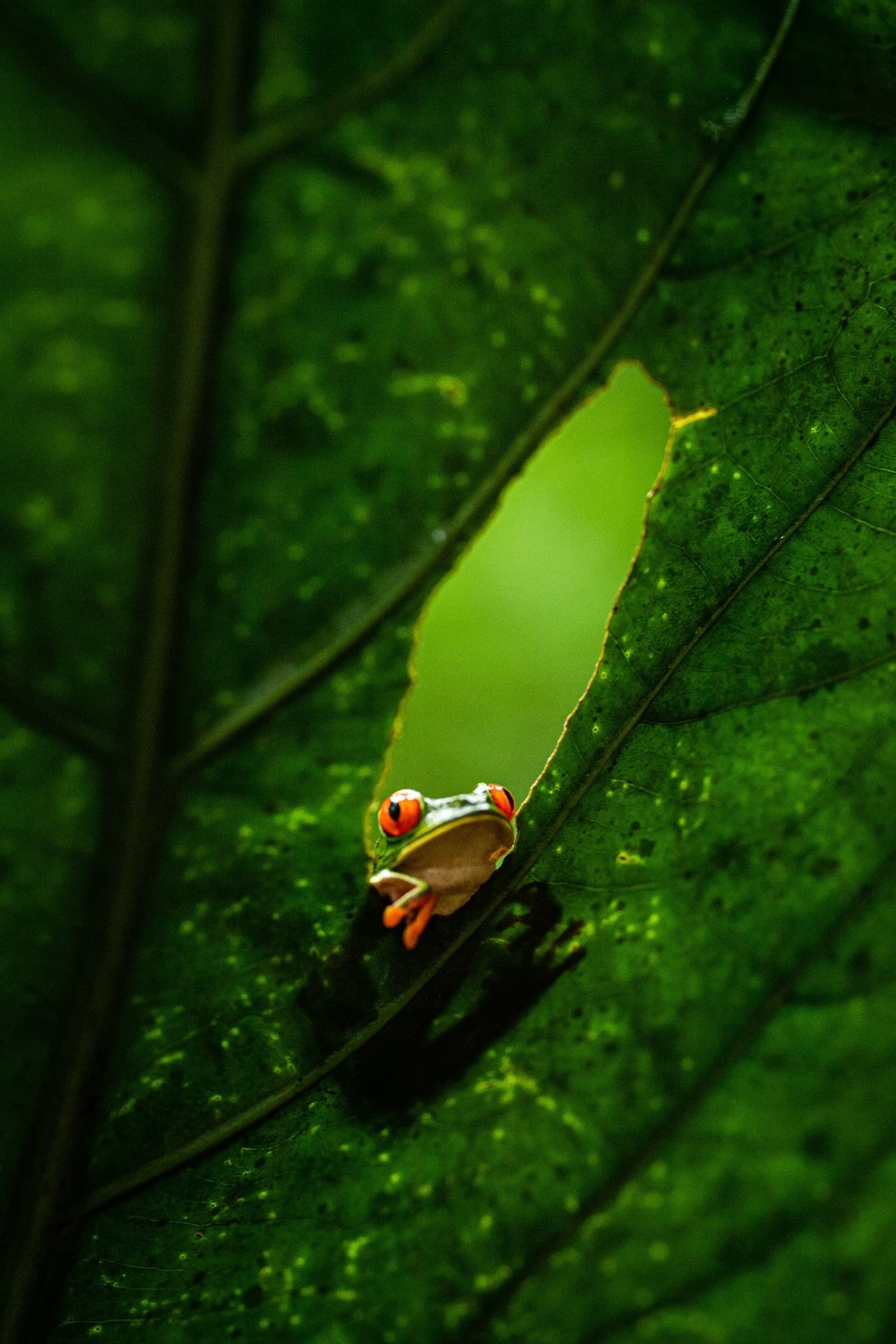 Image by Birger Strahl on Unsplash