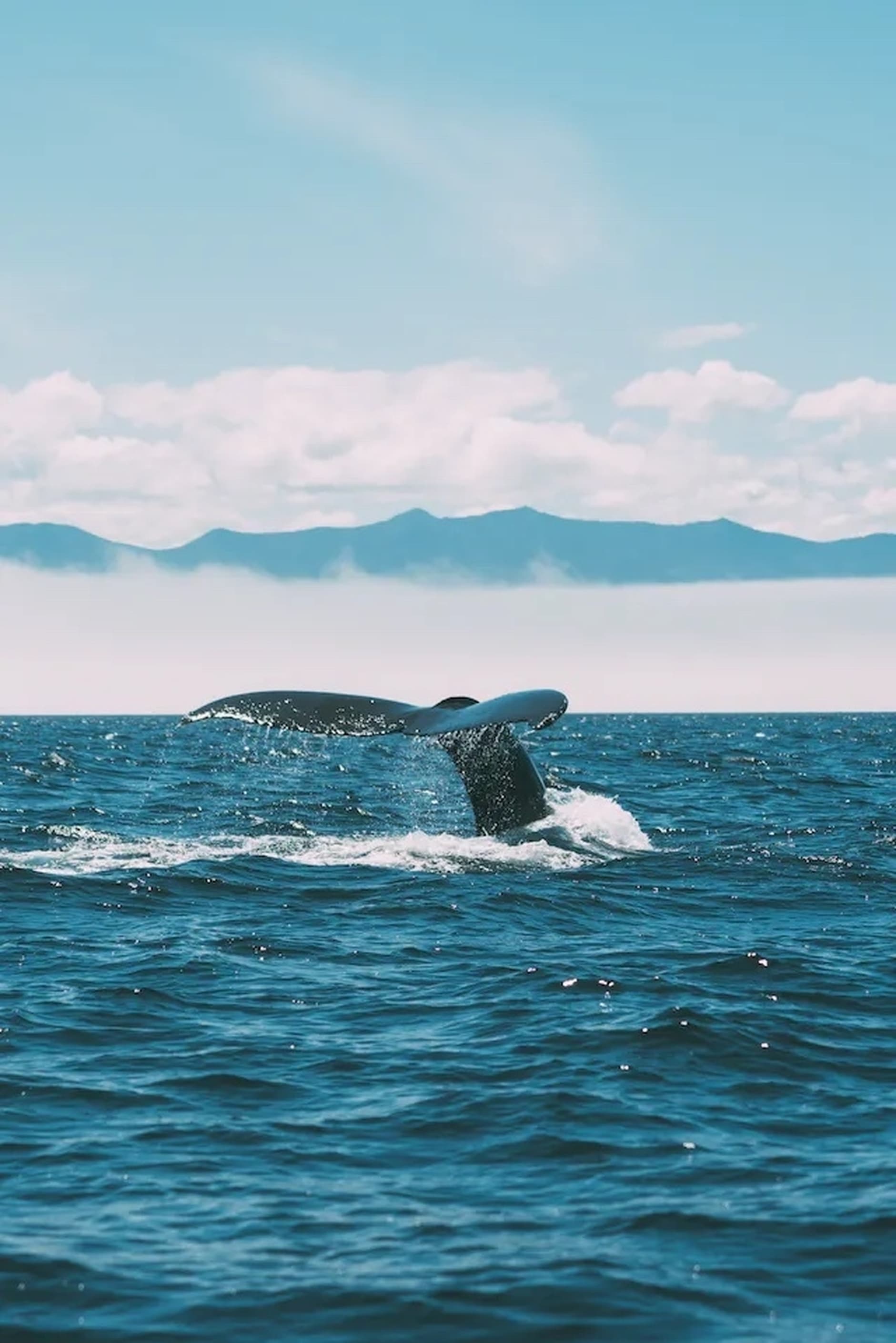 Image by Tim Woolliscroft on Unsplash