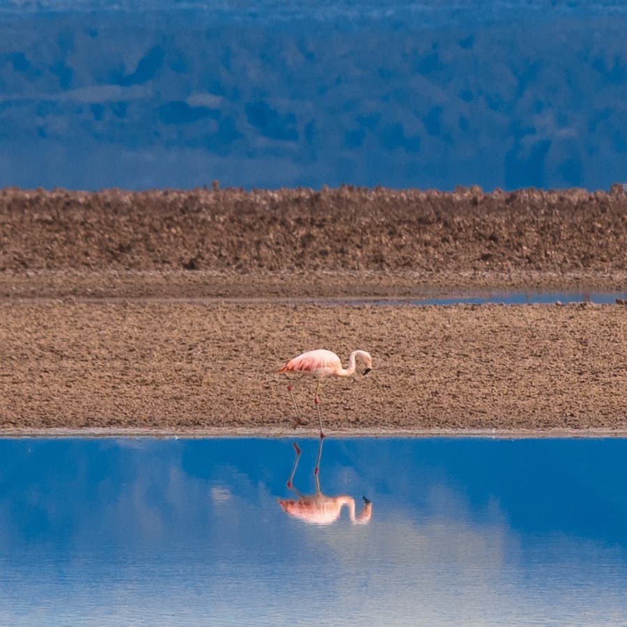 San Pedro de Atacama Chile Photo by Danilo Alvesd on Unsplash
